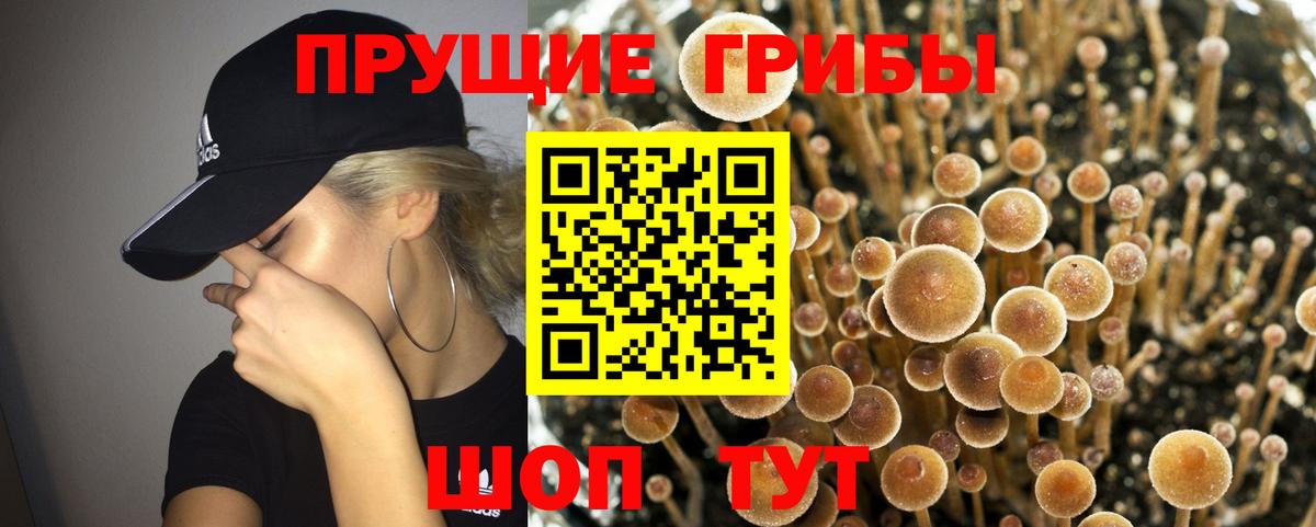 Псилоцибиновые грибы GOLDEN TEACHER Кириши